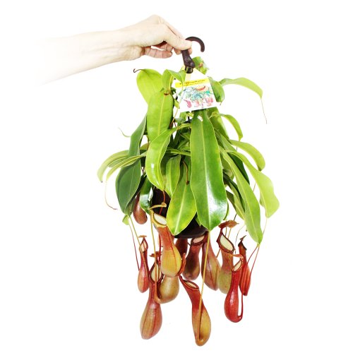 Exotenherz - Fleischfressende Pflanze - Nepenthes alata 14cm Ampelt...