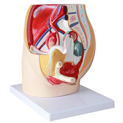 LBYLYH Menschliche Körperfrau Anatomische Reproduktion Modell Geni...