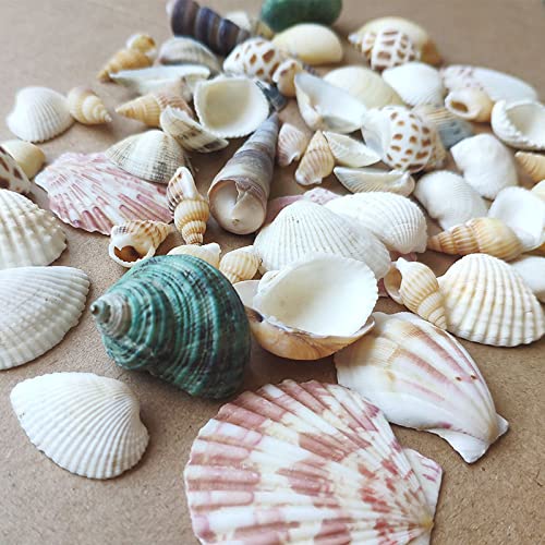 Shells Mixed, Natur Muscheln, Strandmuscheln, Bastelmuscheln, Deko ...