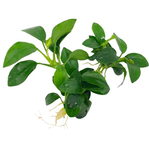 Anubias nana Petite, Wasserpflanze Loose mit Wurzeln, Kleine Anubia...