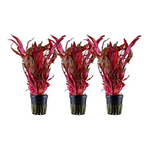 AquaOne Aquarium Pflanze 3 Stück Alternanthera reineckii  Pink  I ...