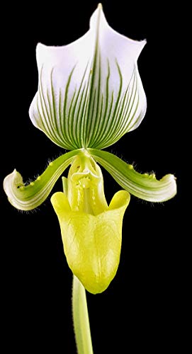 Fangblatt - Paphiopedilum  Maudiae Femma  - Frauenschuh mit Blüte ...