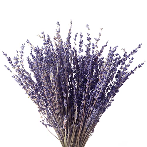 Lavendel Blumen Bouquet Natürlicher Getrockneter Lavendel Trocken ...