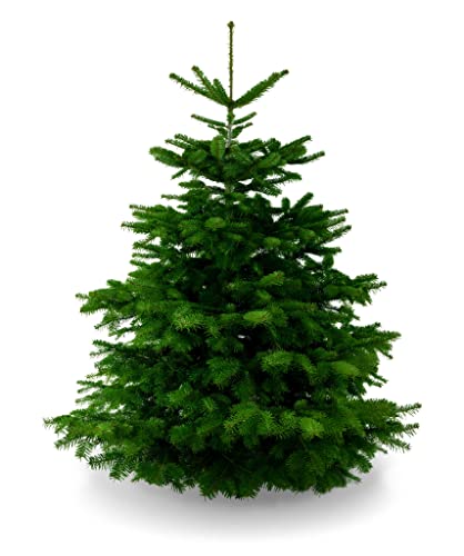 Lichtertanne Echter Weihnachtsbaum 170-190cm - Nordmanntanne - Fris...